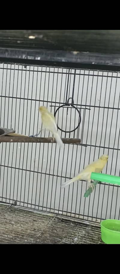 canary breeder pair available for new shalter
