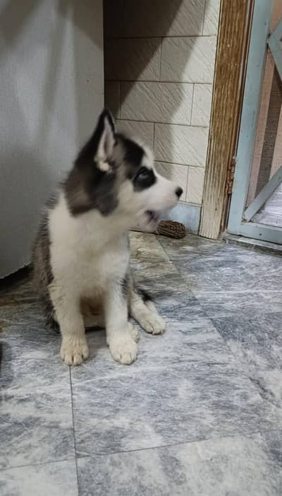 Beautiful Blue Eyed Siberian Husky Puppy for Sale