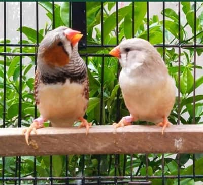 Zebra finch breeder pair