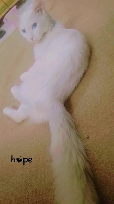 persion cat