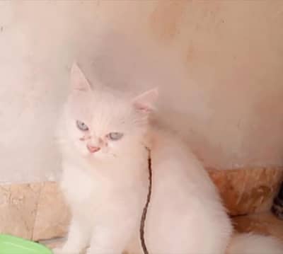 cat for sale
