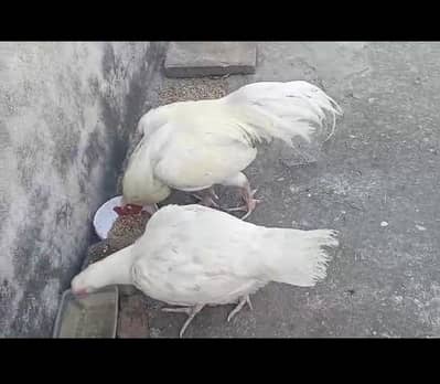 aseel pair for sale