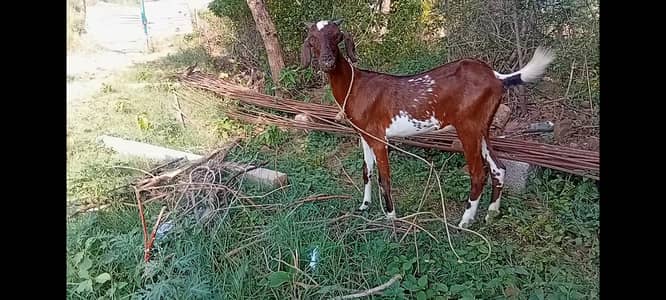 bakri for sale