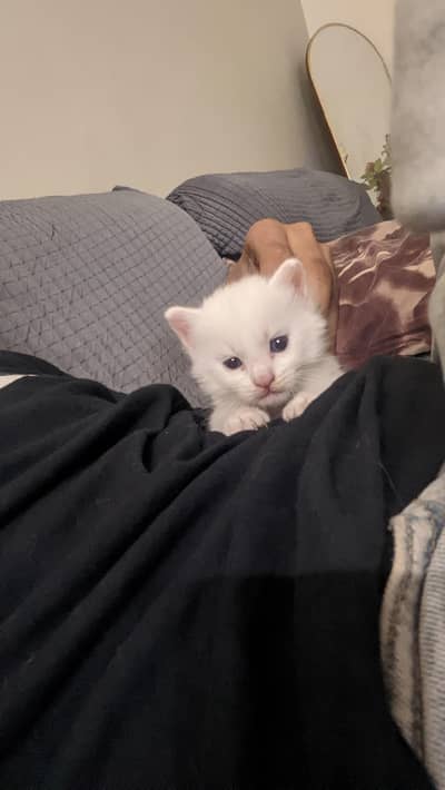 Kitten Cat