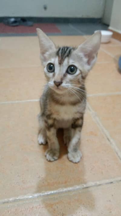 Kitten