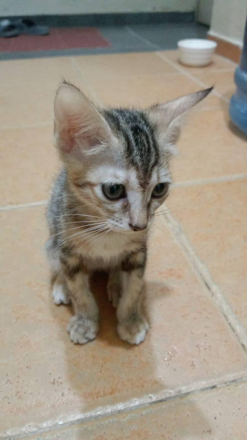 Kitten 1