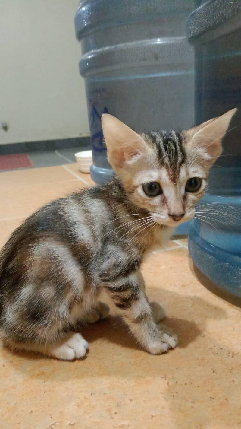Kitten 2