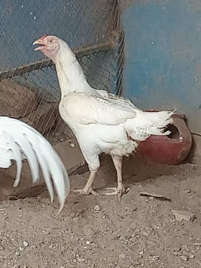 Pure heera aseel