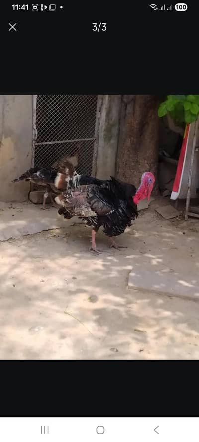 turkey bird