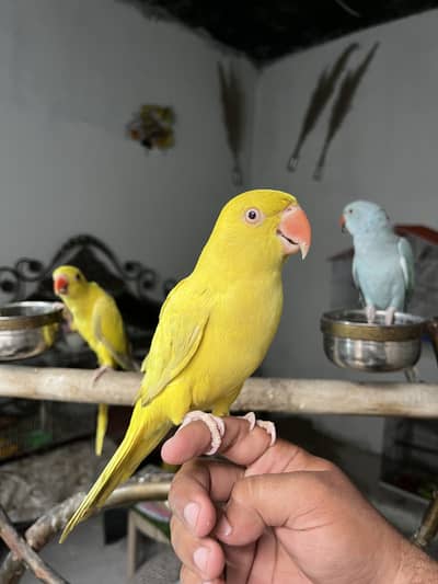 Hand tame birds monk parakeet | conure parrot