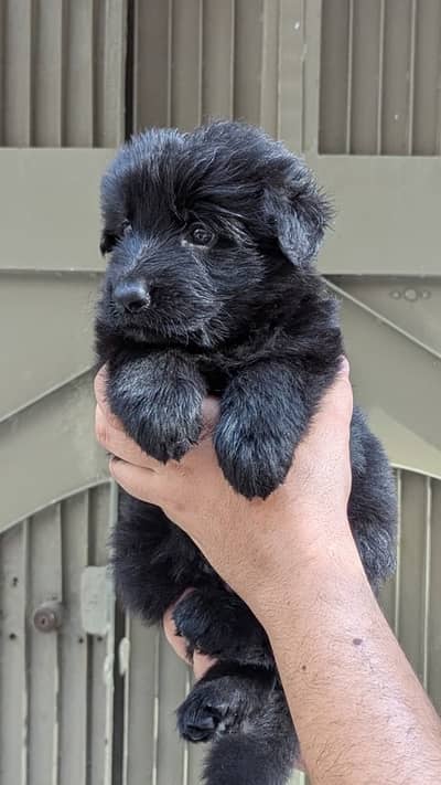 Black german shepherd male puppy