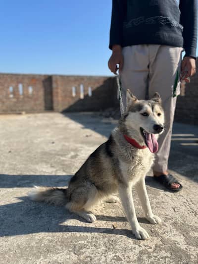 Siberian Husky