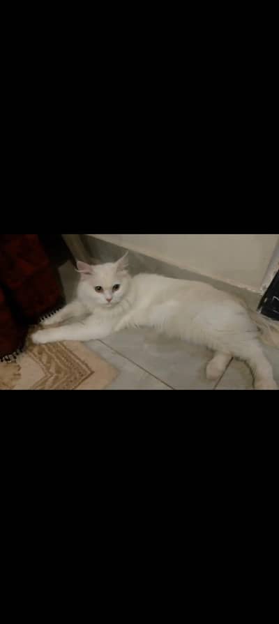Persian Cats Pair/Triple coat/Urgent sale