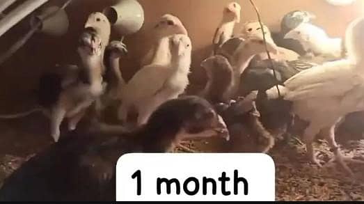 Chuza Chicks for sale