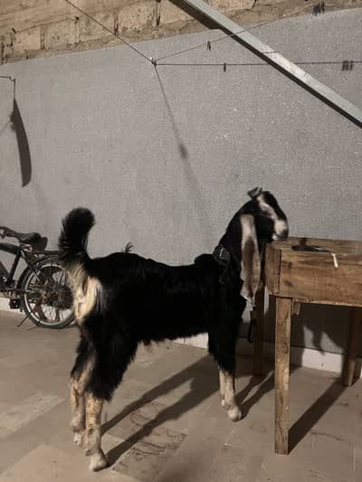 Nachi bakra for sale