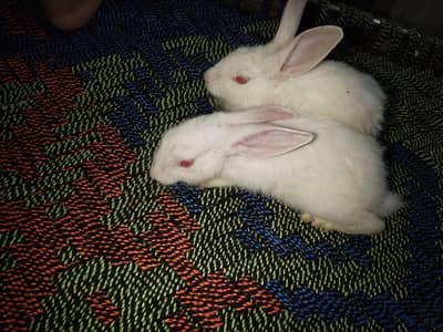 male and female babys