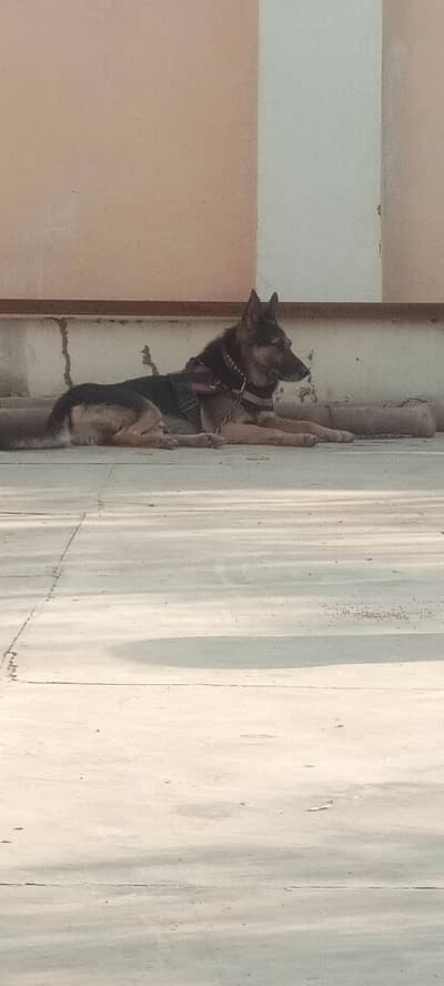 alsation dog urgent for sale