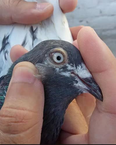 ferozepuri teddy pigeons