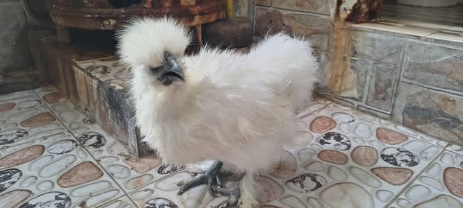 silkie Male