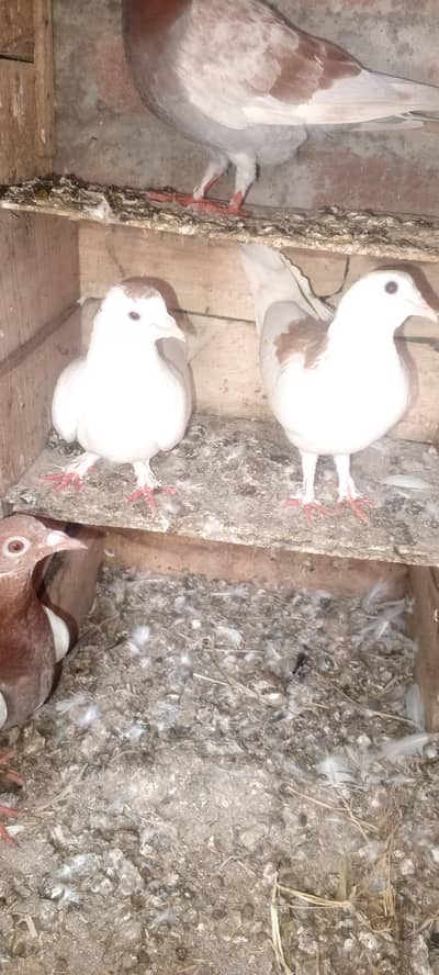 pigeons