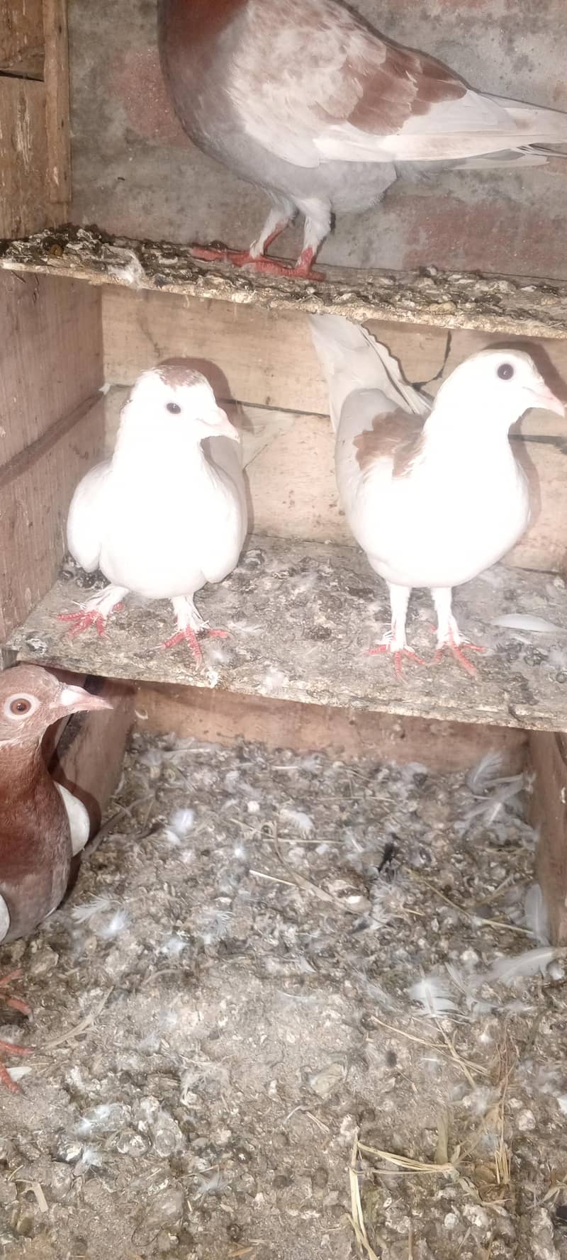 pigeons 0