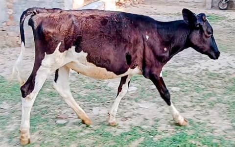 Heafers for sale