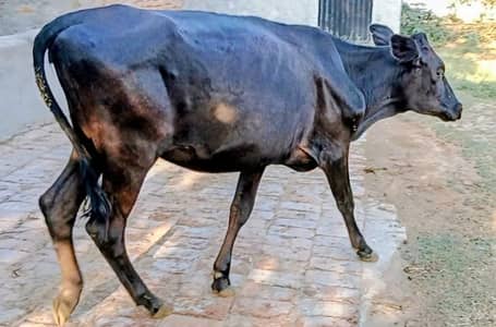 Heafers for sale