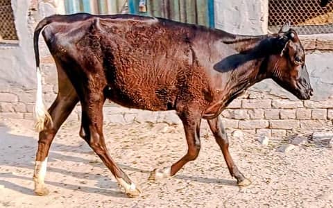 Heafers for sale