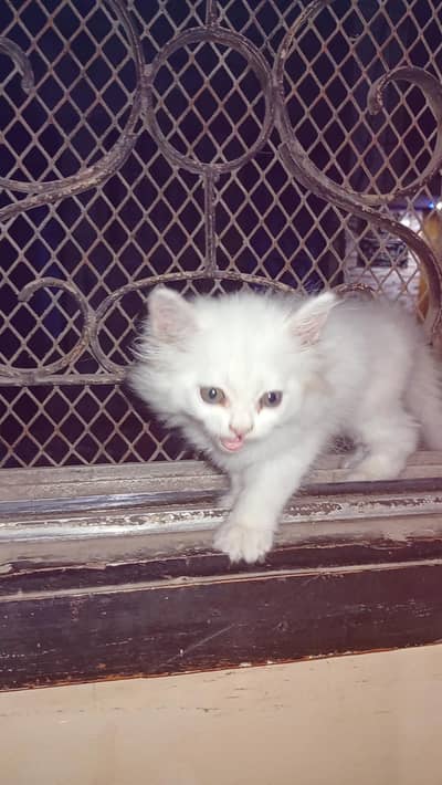 Persian female