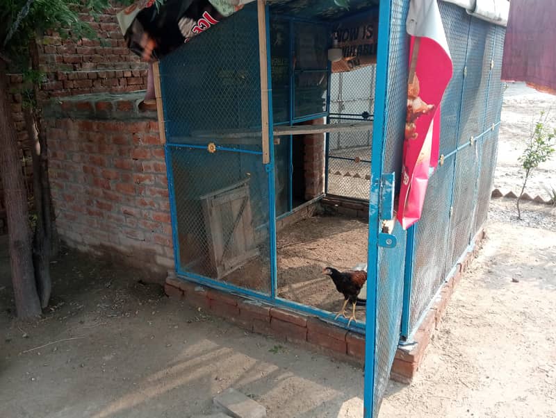 cage jhal 6