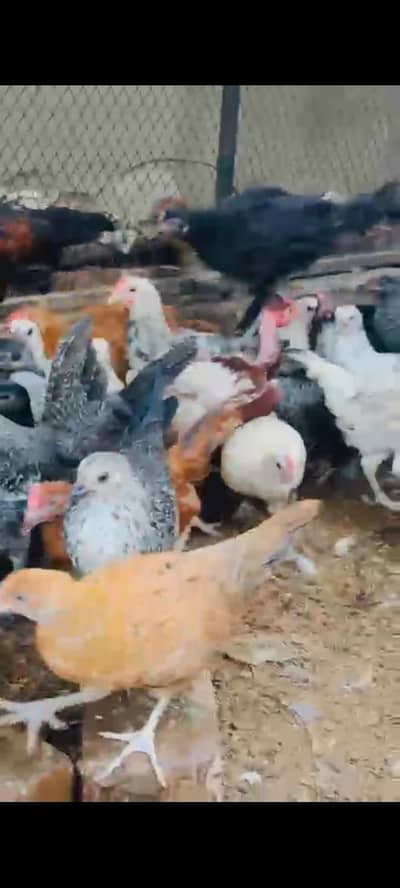 Chuza Chicks for sale.