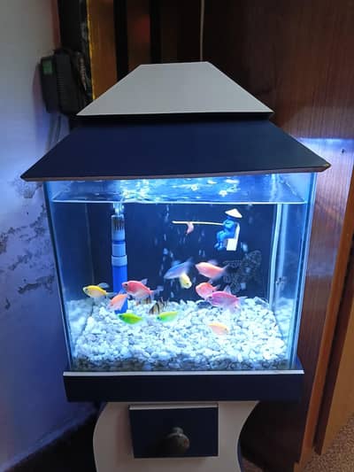 fish aquarium hai 10/9 condition hai
