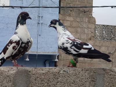 Healthy Kabootar Pair for Sale | Strong & Active | Best Quality