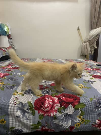 Kitten for sale