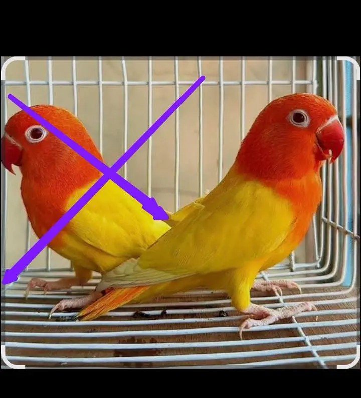 love bird pair with Chic for sale