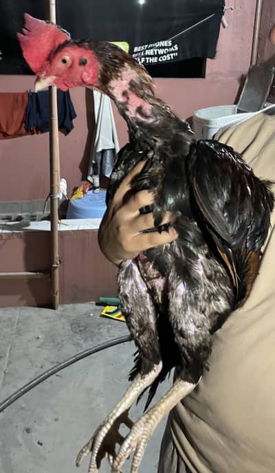 I am selling my bird
