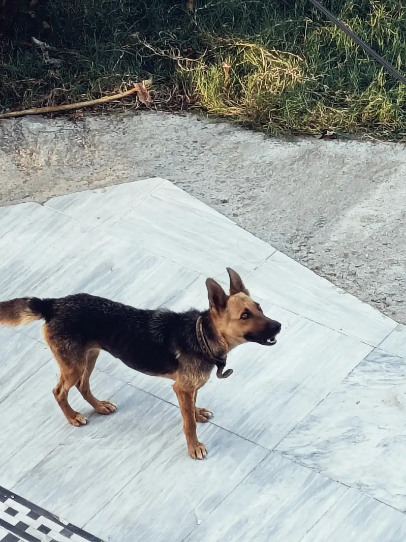 german shephered female double coat