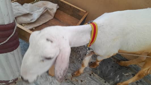 Dumba Chakki / Laat Wala