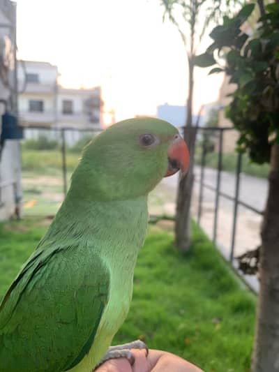 Parrot for sale