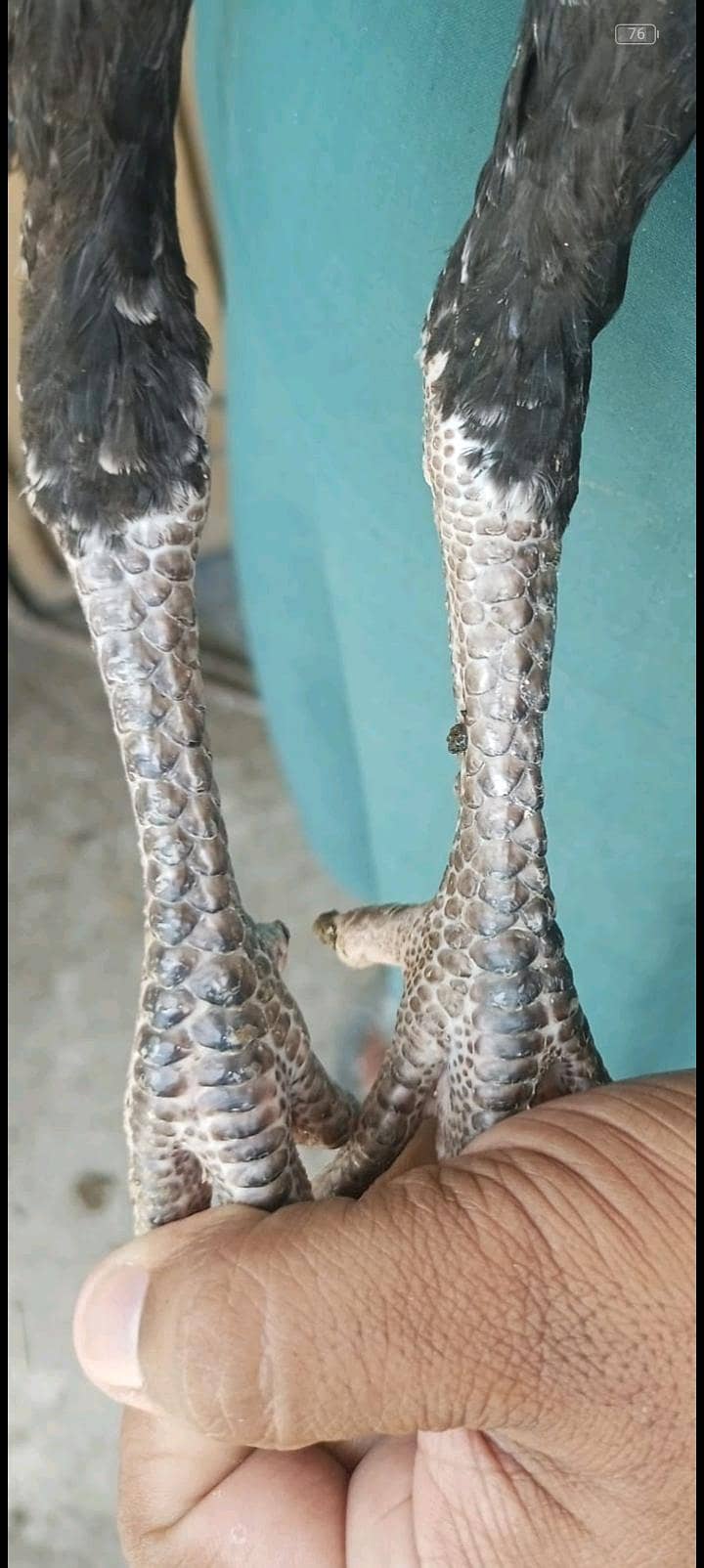 2 aseel patha 3