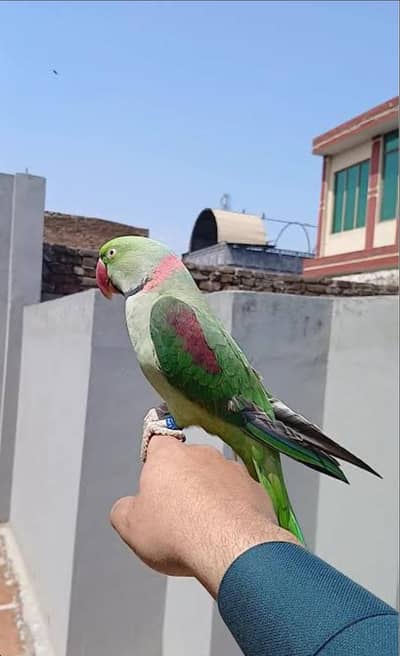 Raw parrot Male Tame