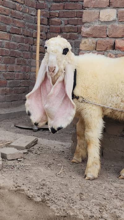 Kajla/sheep/bakra/breeder /bacha