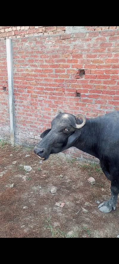 gabban buffalo bhains maj