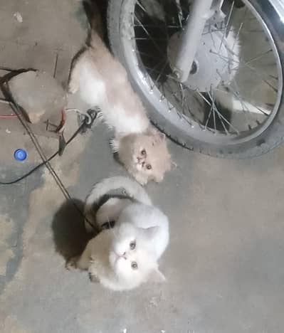 2pair Persian punch face
