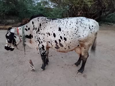 cholastani sahiwal cross cow sone me me thory din leti he