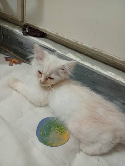 White beautiful kitten