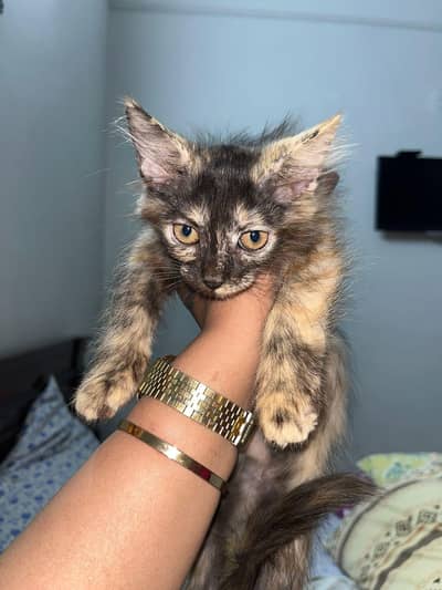 cats kids for sale 2 kids avalaible only 2 k.     2 cats avalabile