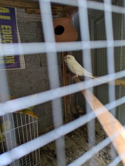 Australian parrot breeder pairs available for sale