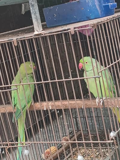 green ringnek