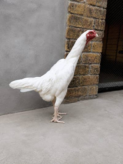 king oh Shamo female